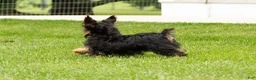 Yorkshire Terrier dogs for sale: Myran  - Ad 3