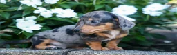 Miniature Dachshund dogs for sale:  Zino 🐕 - Ad 24