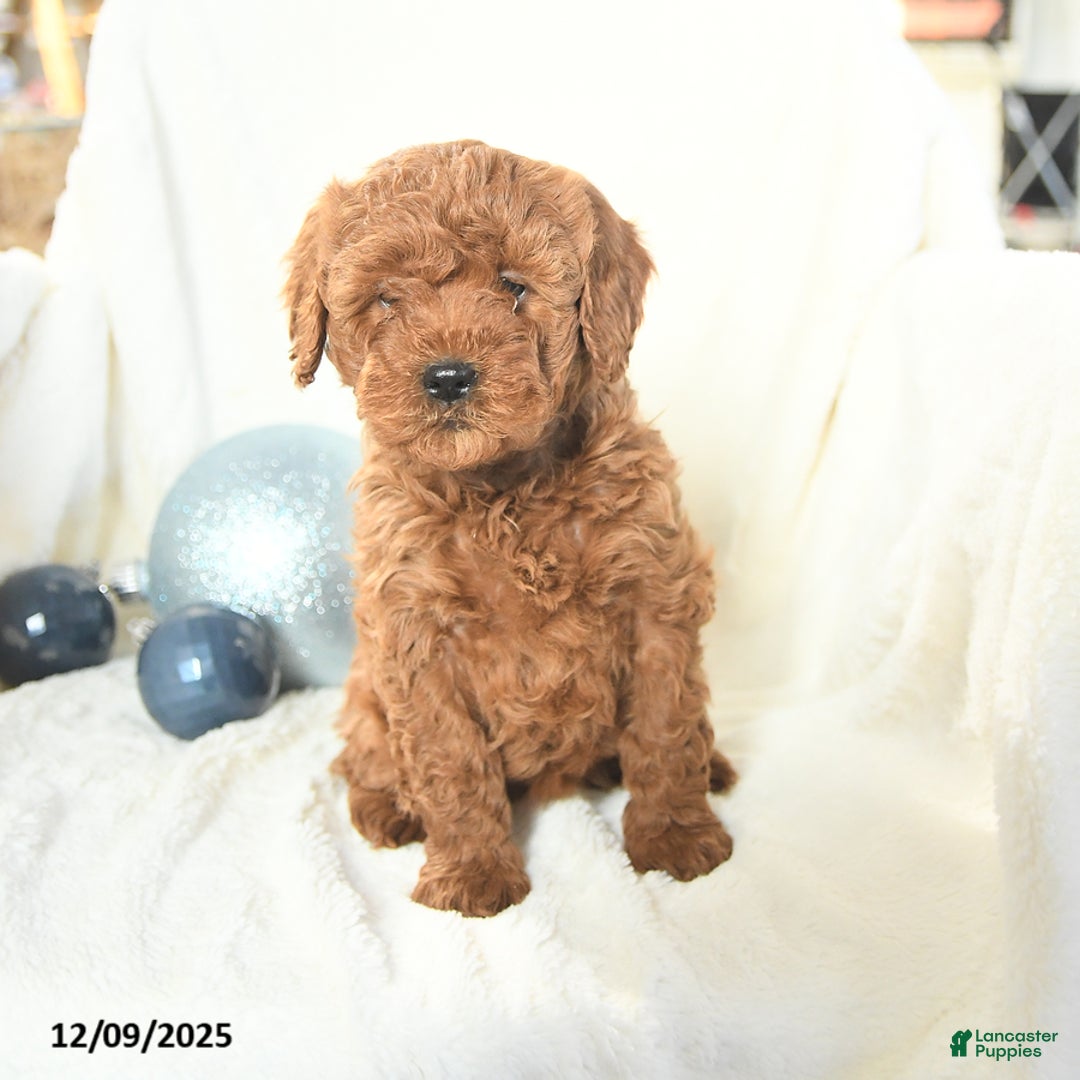 Cavapoo dogs for sale: Jill - Ad 2