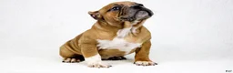 American Bully dogs for sale: Blue Tri - Ad 11