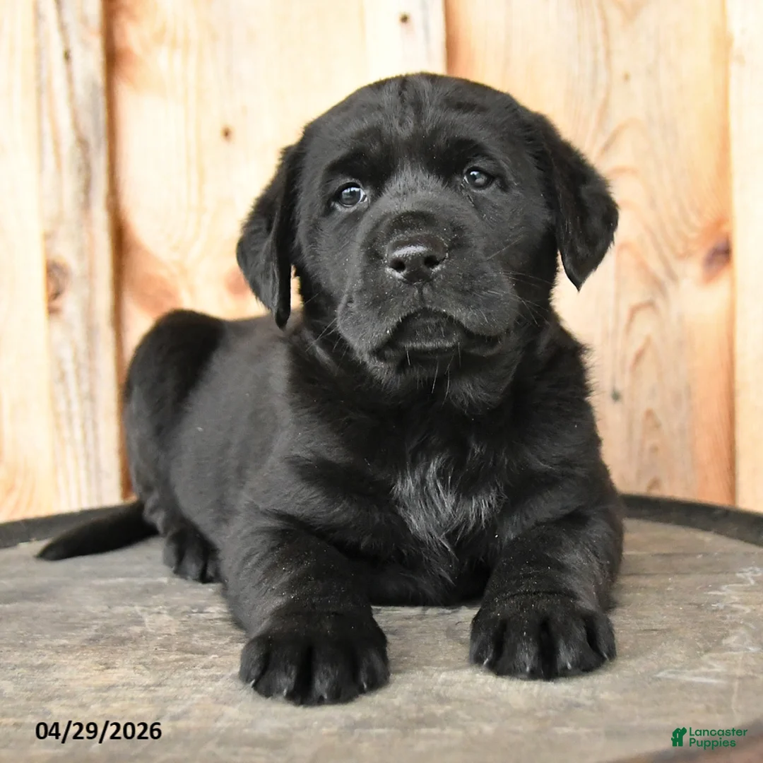 Labrador Retriever dogs for sale: Edie - Ad 3