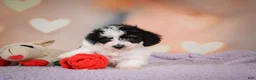 Maltipoo dogs for sale: Benji - Ad 5