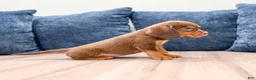 Beaglier dogs for sale: Eagle - Ad 3