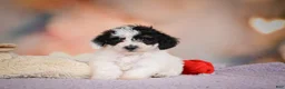 Maltipoo dogs for sale: Benji - Ad 10