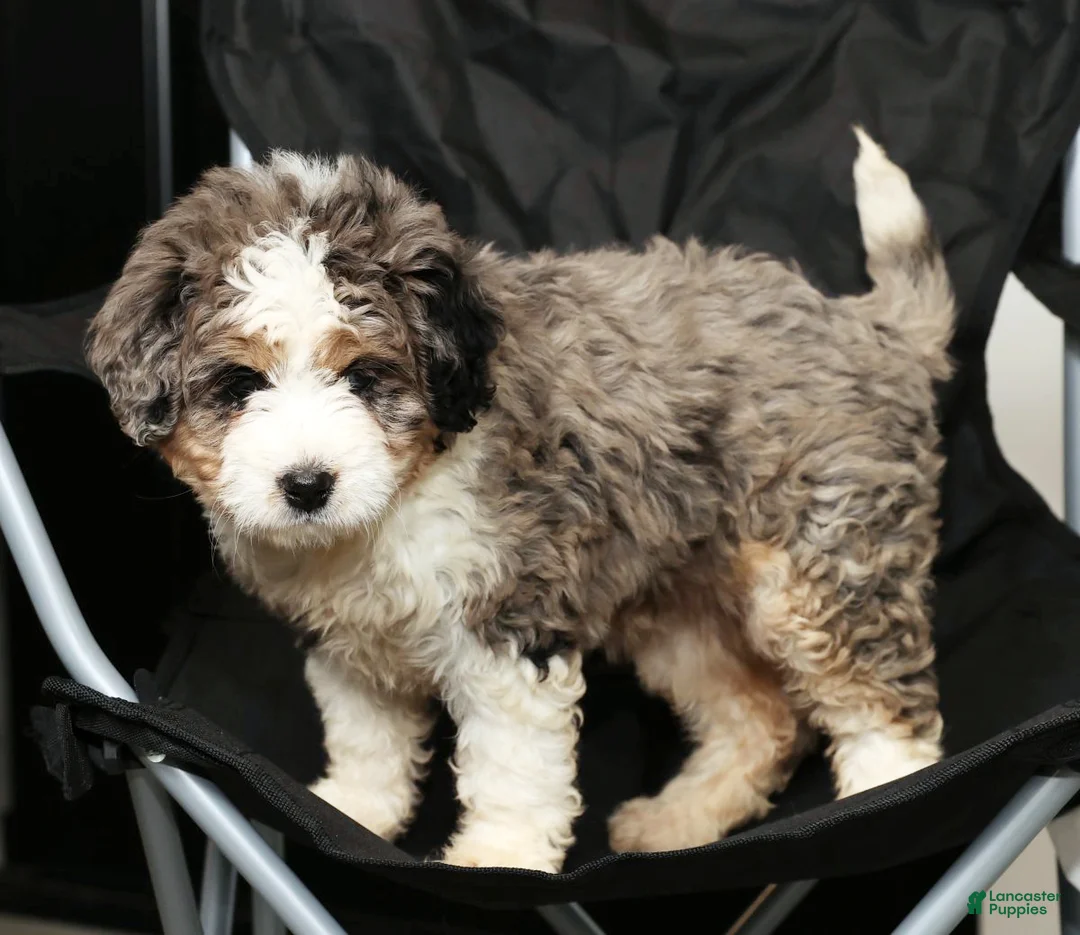 Mini Bernedoodle dogs for sale: Jane - Ad 8