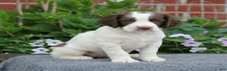 English Springer Spaniel dogs for sale: Star - Ad 3
