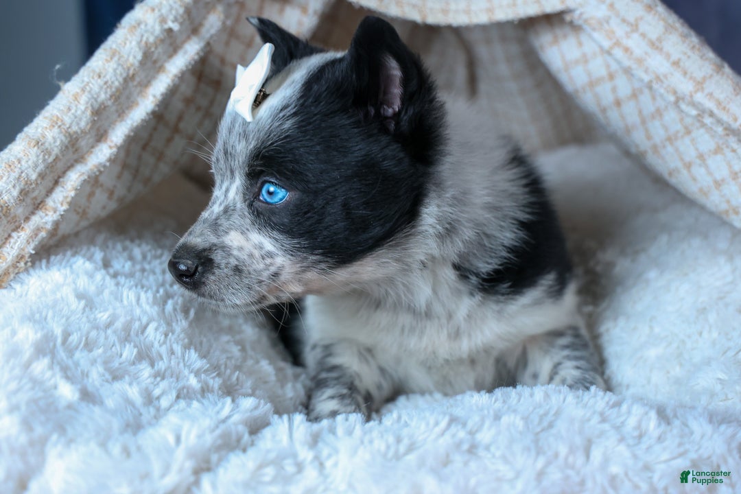 Mixed Breed dogs for sale: DIXIE - Ad 4