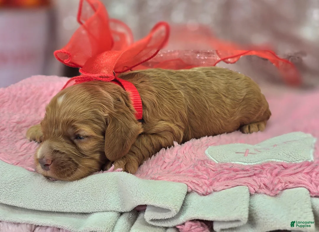 Cockapoo dogs for sale: Diamond - Ad 6