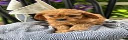 Cavapoo dogs for sale: Jinger - Ad 6