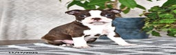 Boston Terrier dogs for sale: Reba - Ad 1