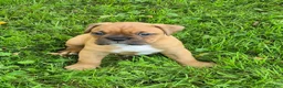 Boxer dogs for sale: Maggie - Ad 2