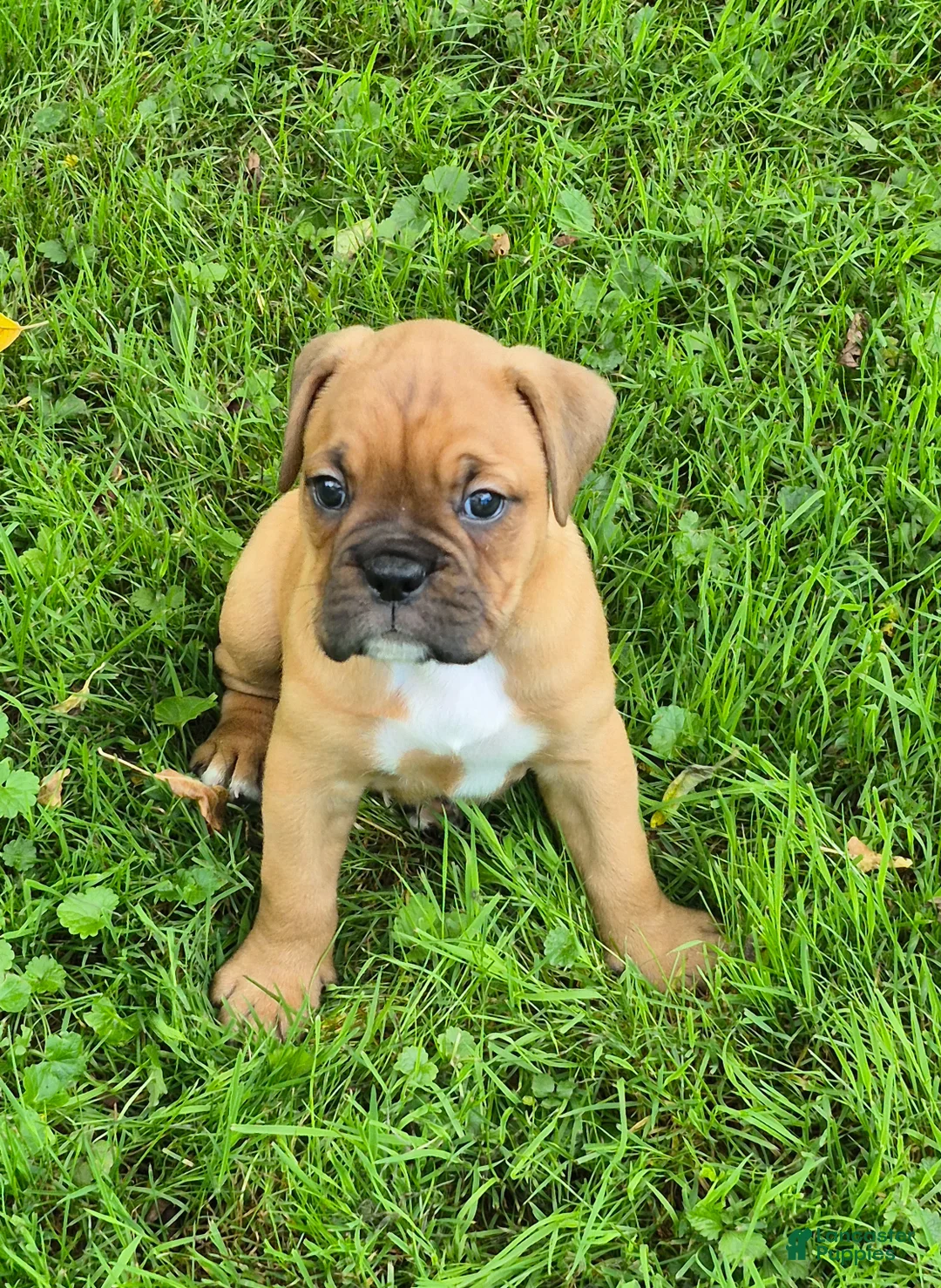Boxer dogs for sale: Maggie - Ad 2