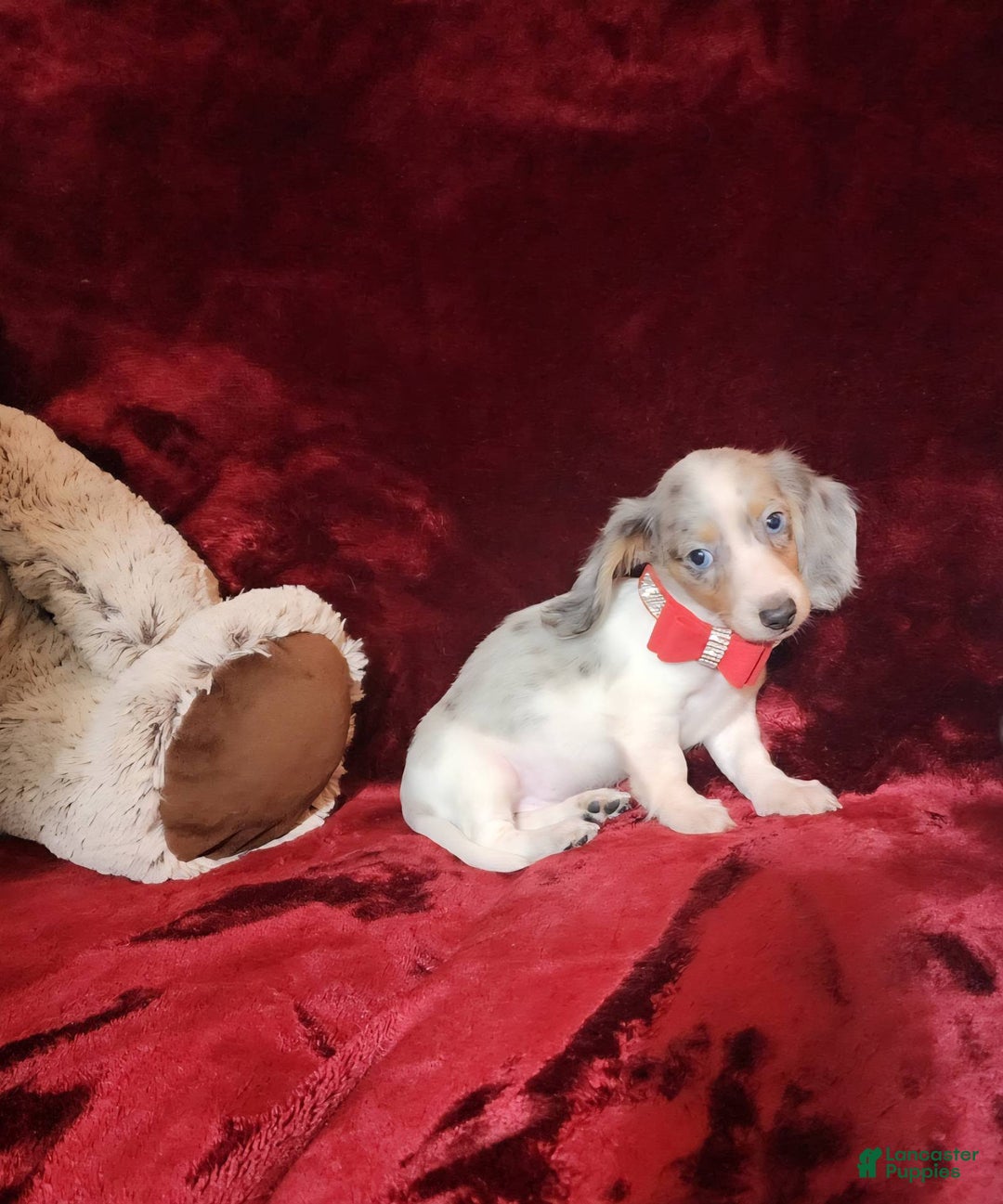 Miniature Dachshund dogs for sale: STORMY - Ad 5
