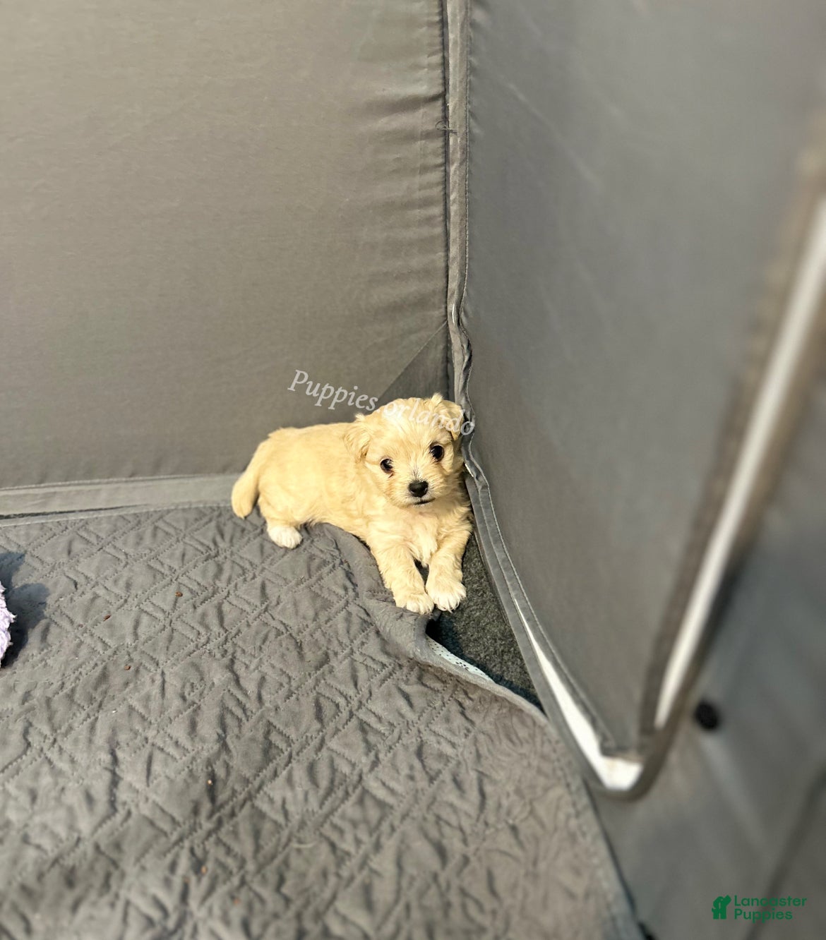 Mixed Breed dogs Mixed Breed Puppy 3 - Ad 24