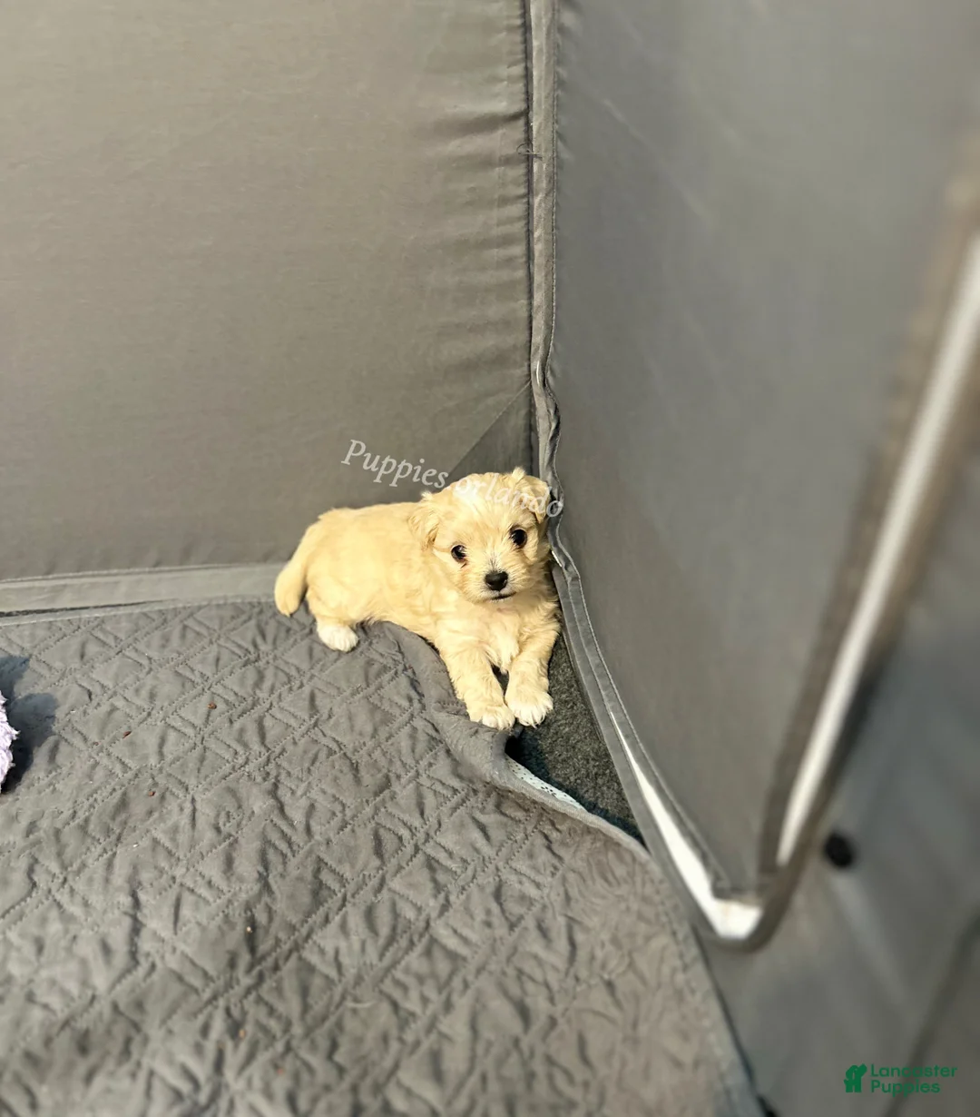 Mixed Breed dogs for sale: Mixed Breed Puppy 3 - Ad 1