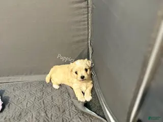 Mixed Breed dogs Mixed Breed Puppy 3 - Ad 24