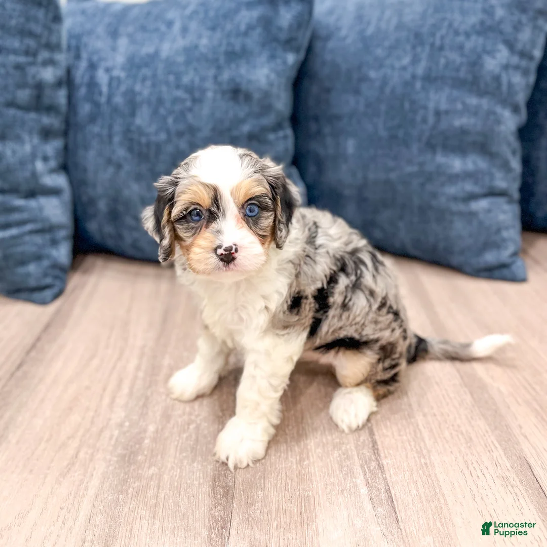 Cavapoo dogs for sale: Jenna - Ad 2