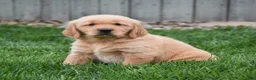 Golden Retriever dogs for sale: Gunner - Ad 1