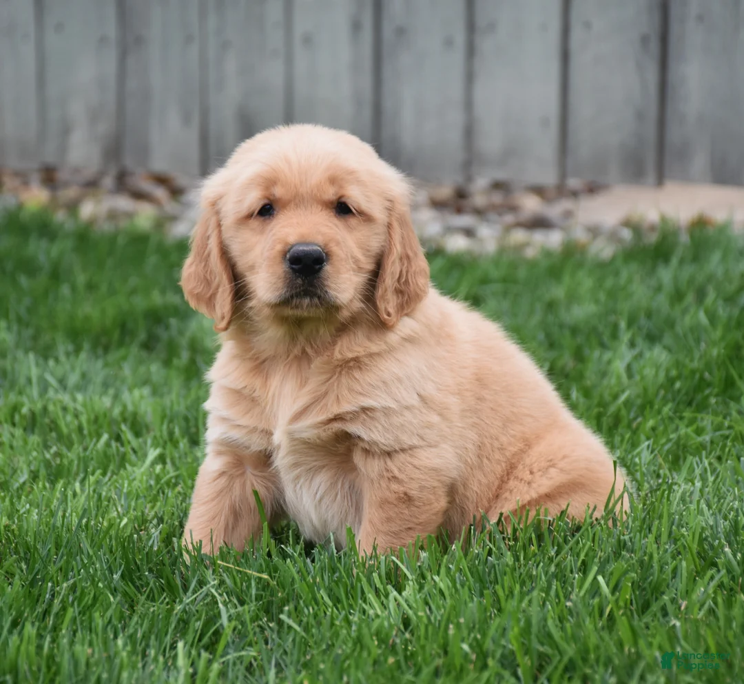 Golden Retriever dogs for sale: Gunner - Ad 1