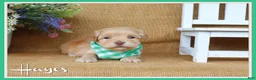 Havanese dogs for sale: Hayes - Ad 1