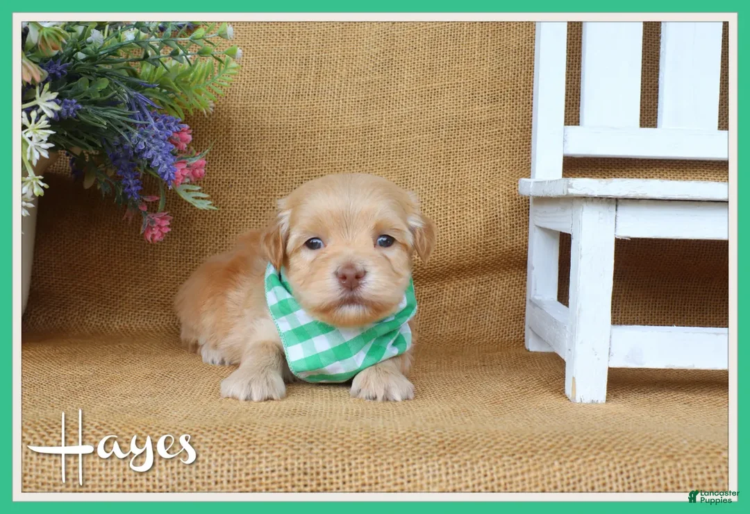 Havanese dogs for sale: Hayes - Ad 1