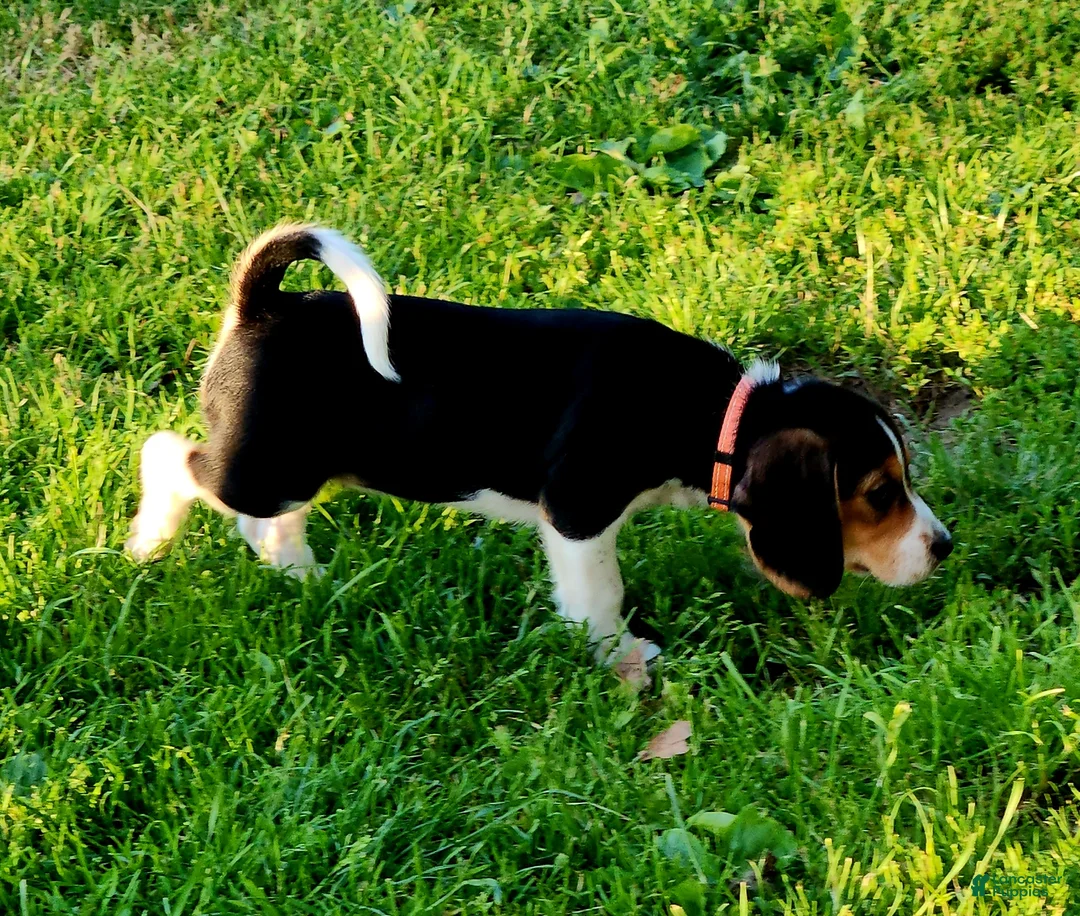 Beagle dogs for sale: Pinky - Ad 1