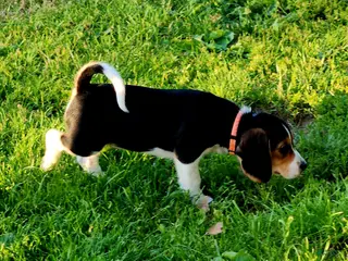 Beagle dogs for sale: Pinky - Ad 4