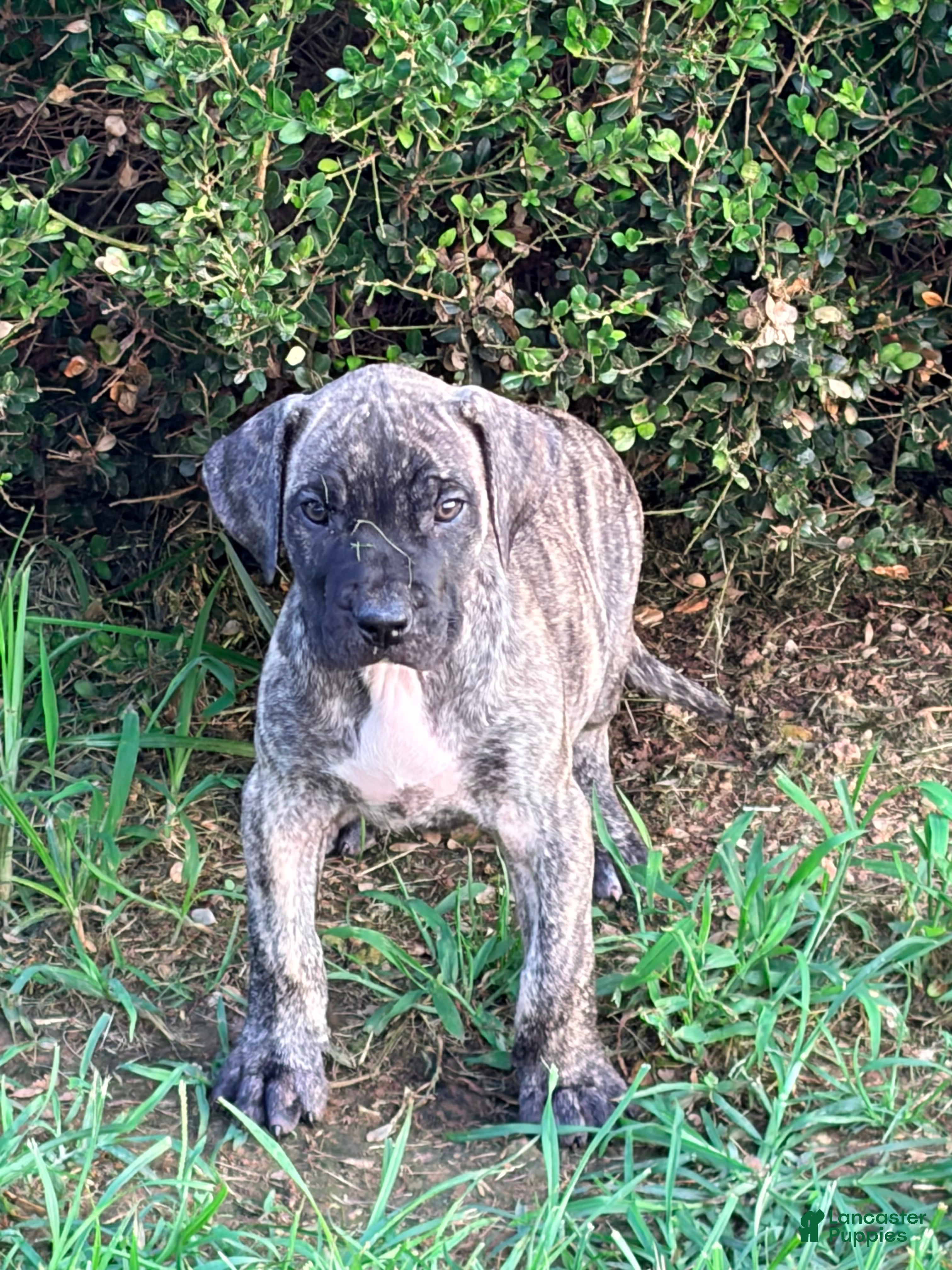 Presa Canario dogs Presa Canario 1 - Ad 1