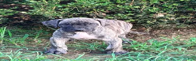 Presa Canario 1