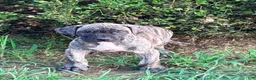 Presa Canario dogs for sale: Presa Canario 1 - Ad 1