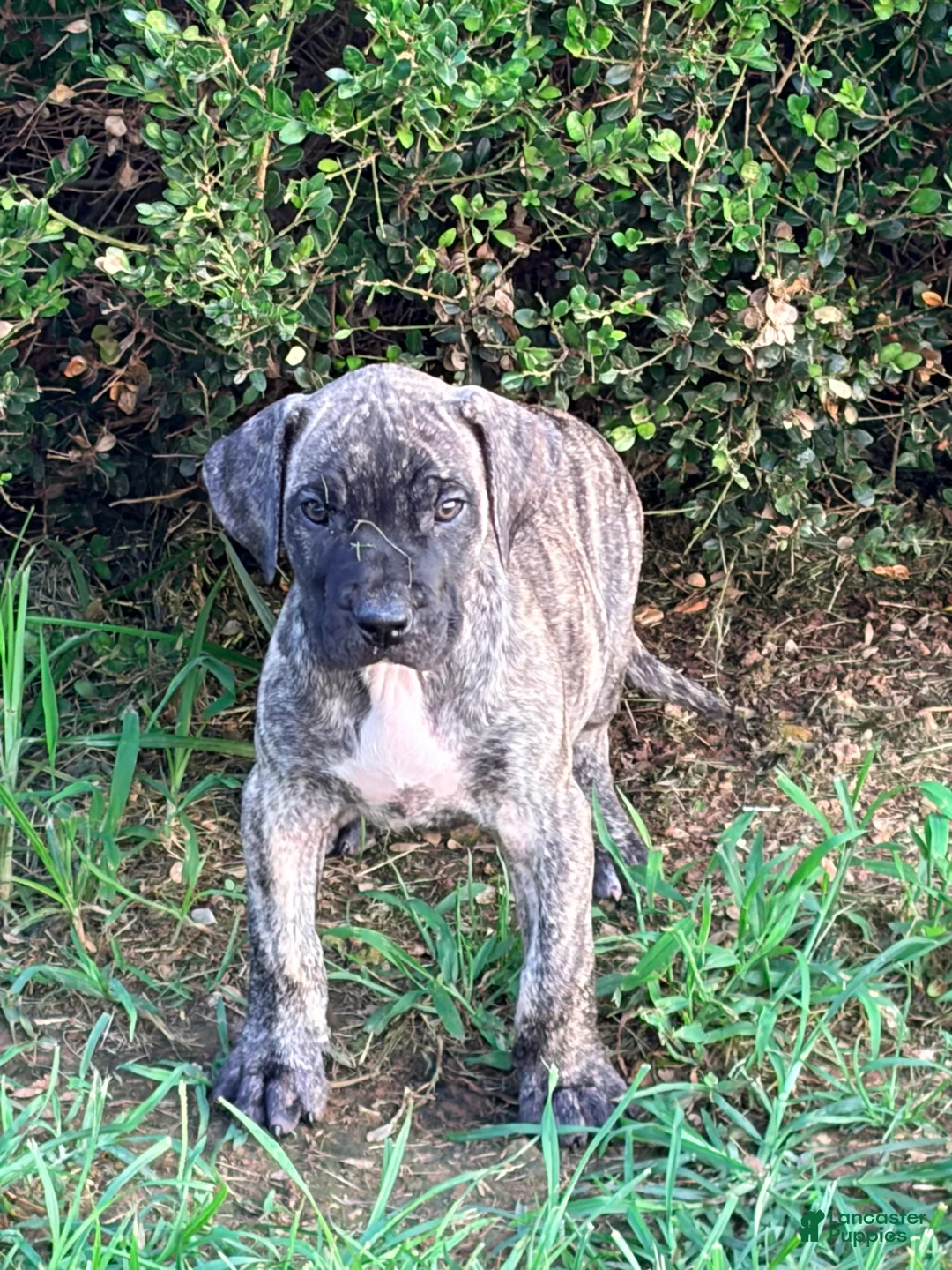 Presa Canario dogs for sale: Presa Canario 1 - Ad 1