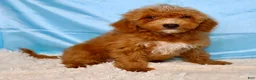 Mini Goldendoodle dogs for sale: ❤️Roper🐶 - Ad 1