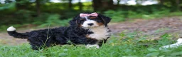 Mini Bernedoodle dogs for sale: Reese - Ad 3