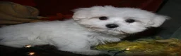 Maltese dogs for sale: Stumpy - Ad 7