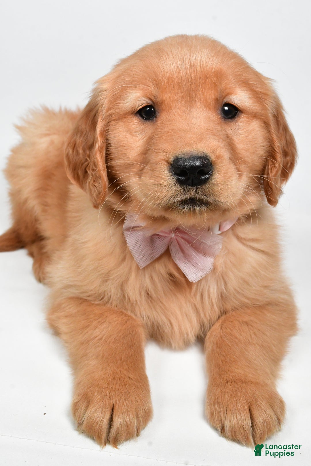Golden Retriever dogs for sale: Lexie - Ad 3