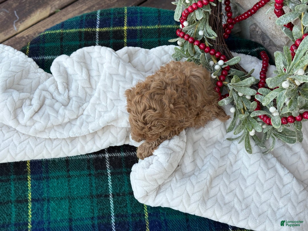 Toy Poodle dogs for sale: Trenton - Ad 9