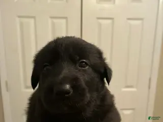 Mixed Breed dogs Mixed Breed Puppy 3 - Ad 31