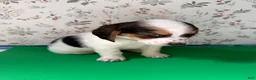 Mixed Breed dogs for sale: Wave - Ad 3