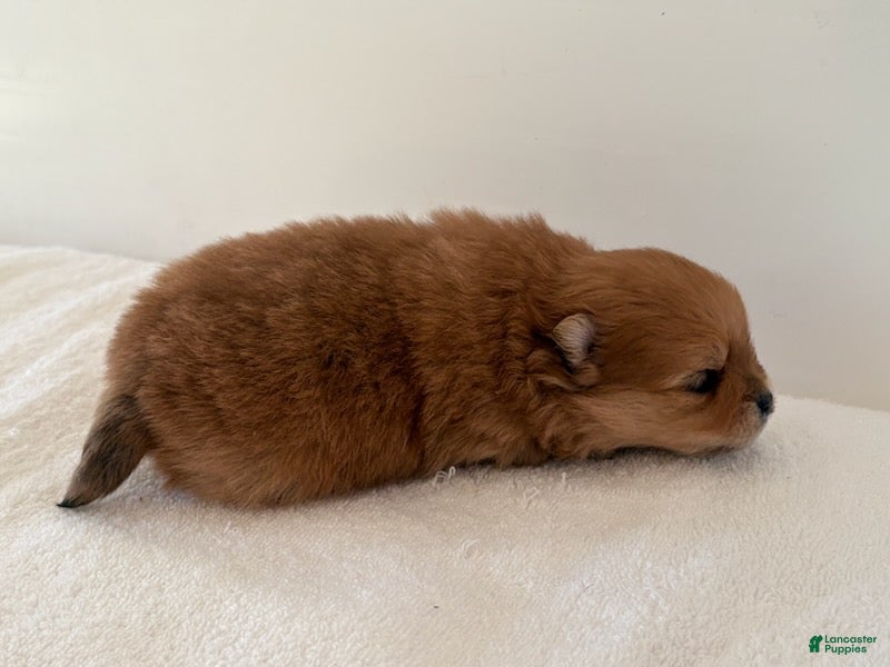 Pomeranian dogs Cassie - Ad 2