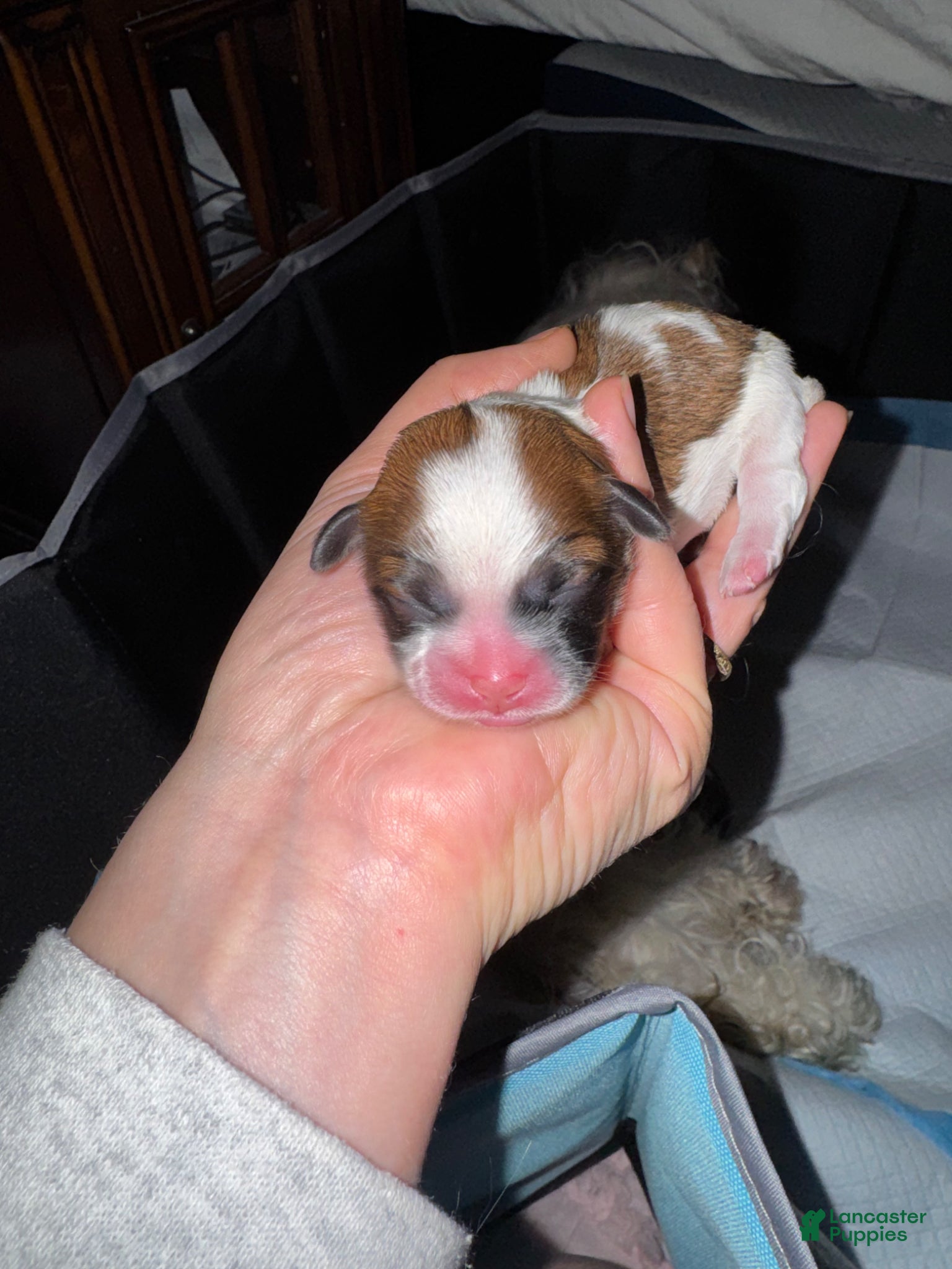 Mixed Breed dogs Teddy Bear 1 - Ad 1