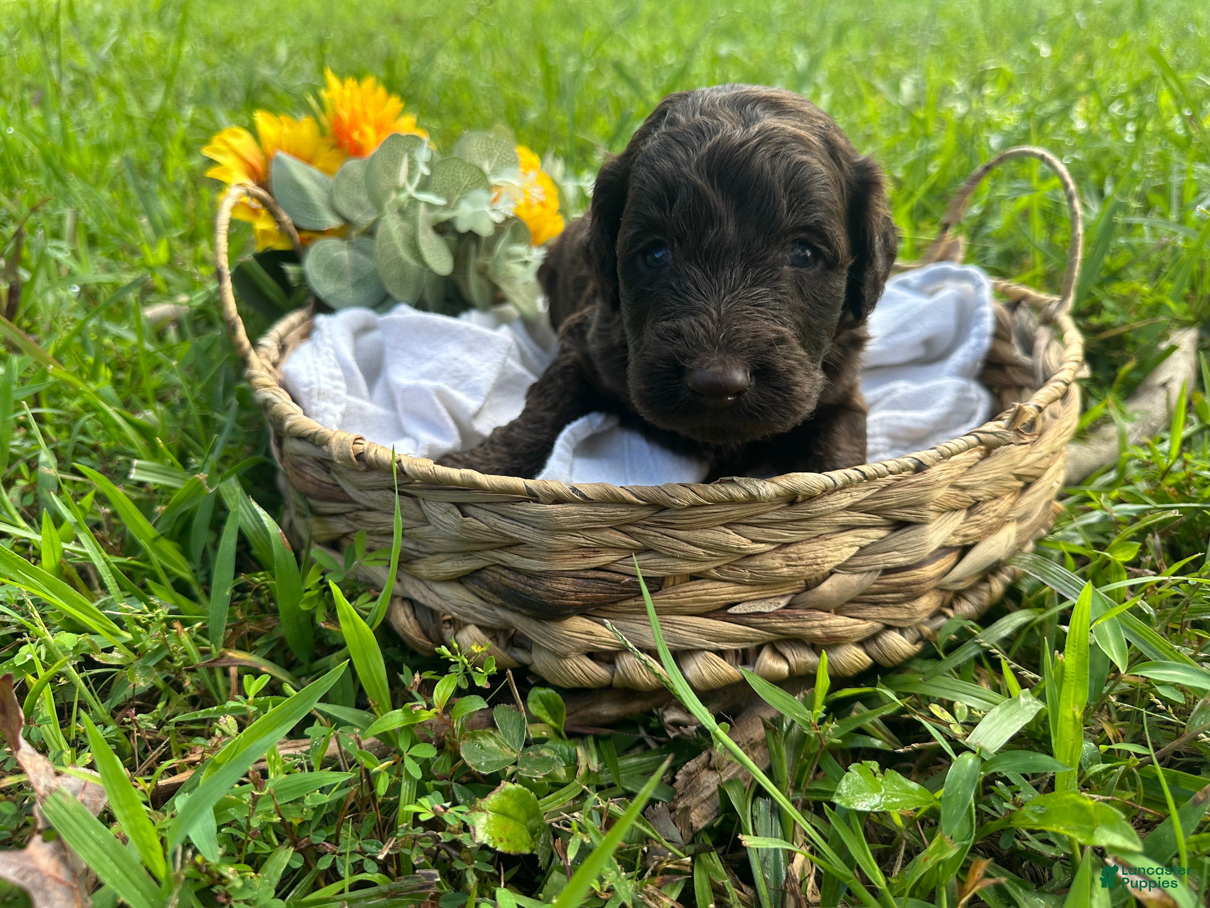 Goldendoodle dogs Goldendoodle 3 - Ad 1