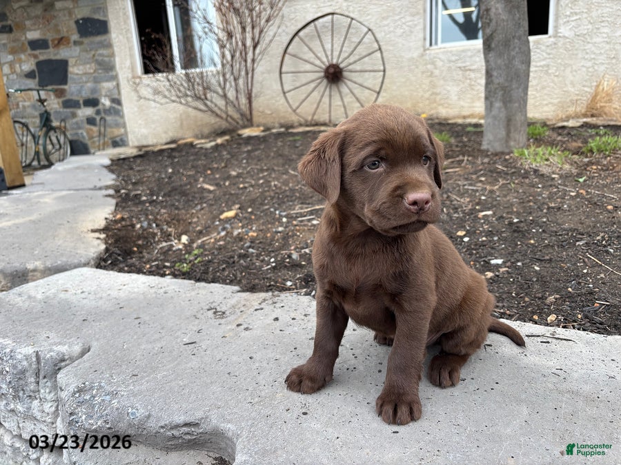 Labrador Retriever dogs Gus - Ad 2