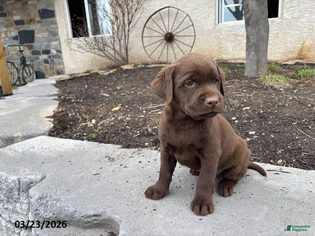 Labrador Retriever dogs for sale: Gus - Ad 2