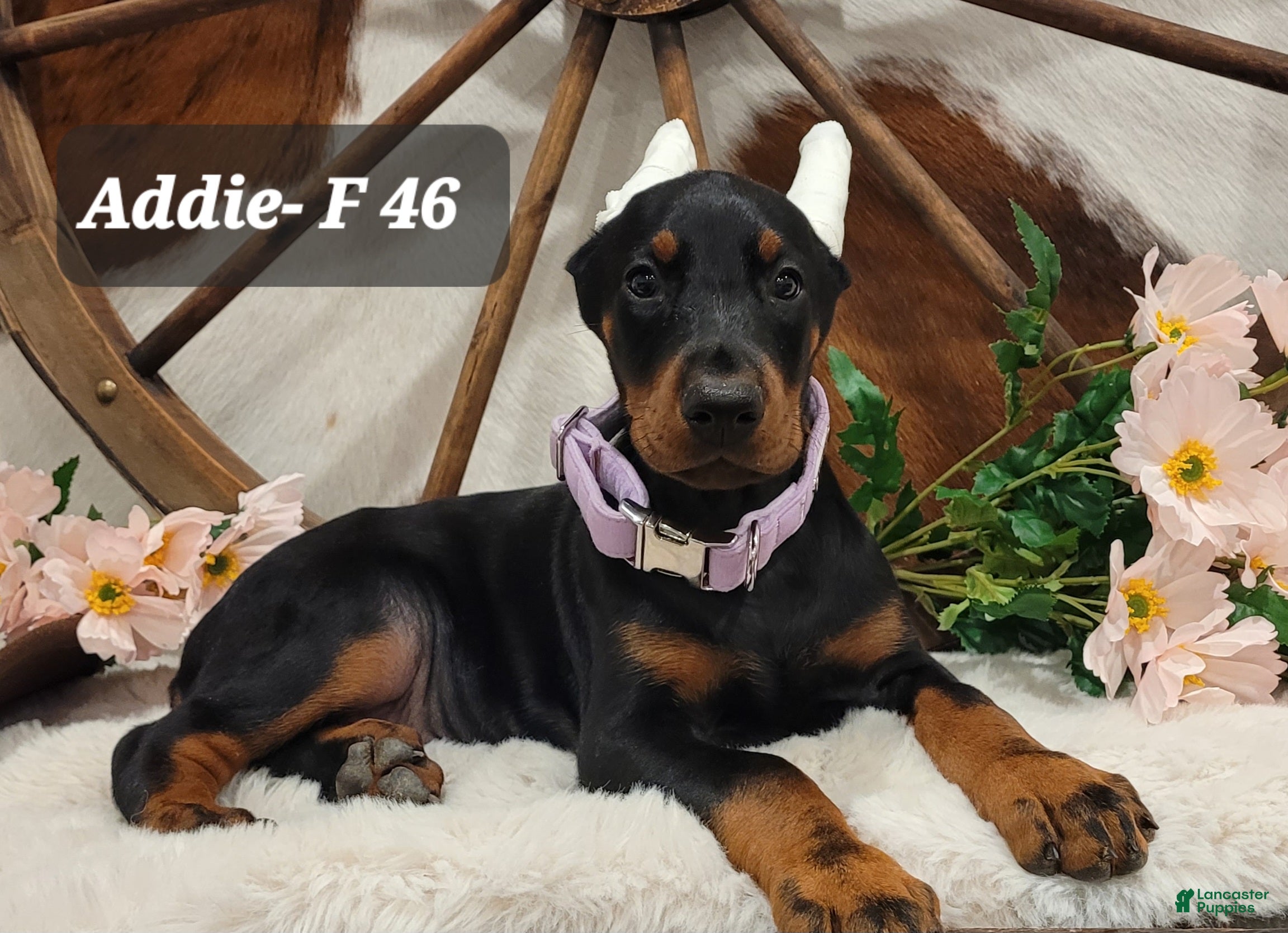 Doberman Pinscher dogs ADDIE - Ad 1