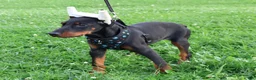 Doberman Pinscher dogs for sale: Doberman Pinscher 1 - Ad 32