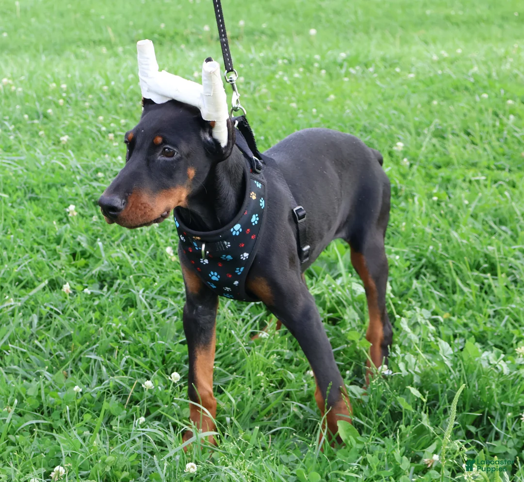 Doberman Pinscher dogs for sale: Doberman Pinscher 1 - Ad 32