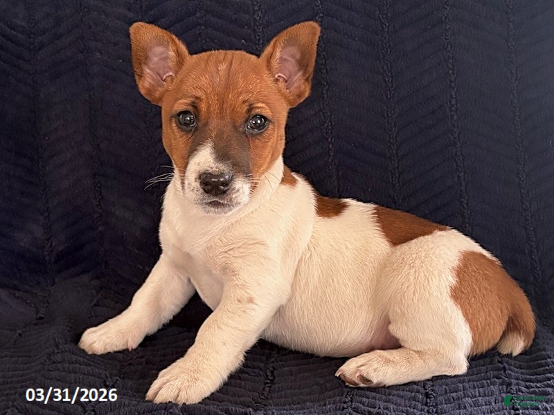 Jack Russell Terrier dogs Xyla - Ad 1