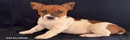 Jack Russell Terrier dogs for sale: Xyla - Ad 1