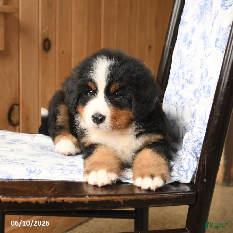 Bernese Mountain Dog dogs Max - Ad 2