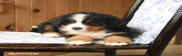 Bernese Mountain Dog dogs for sale: Max - Ad 2